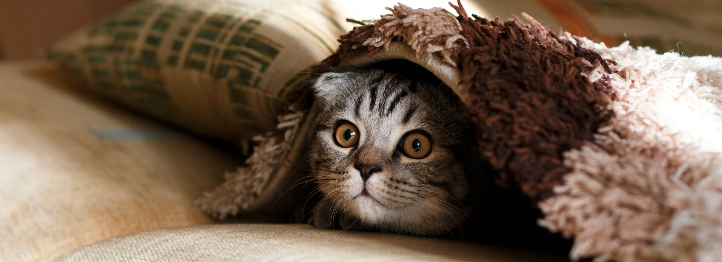 Cat Sitting Services in Caterham