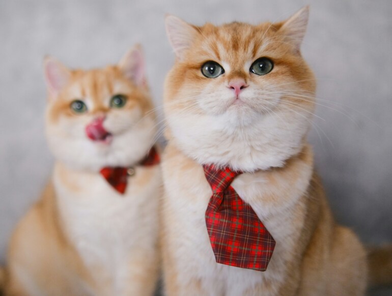 Other Pet Care Services