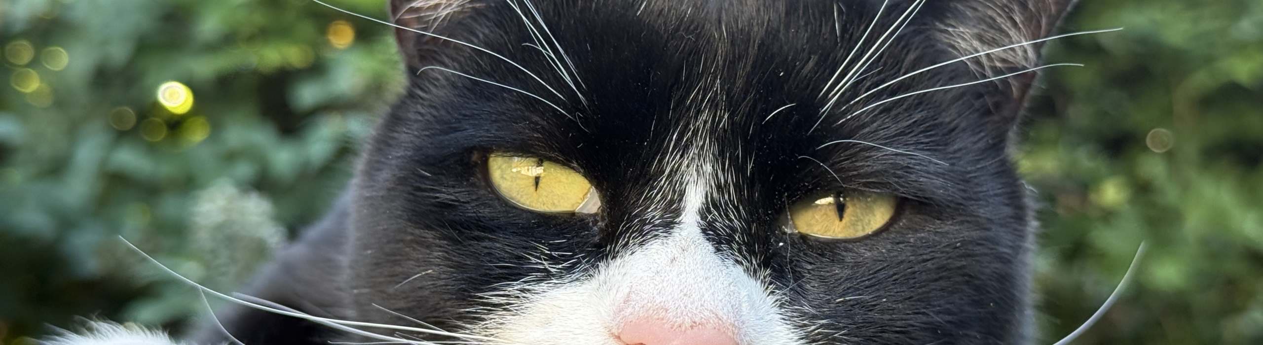 Cat Sitting in Horley & The Surrounding Area