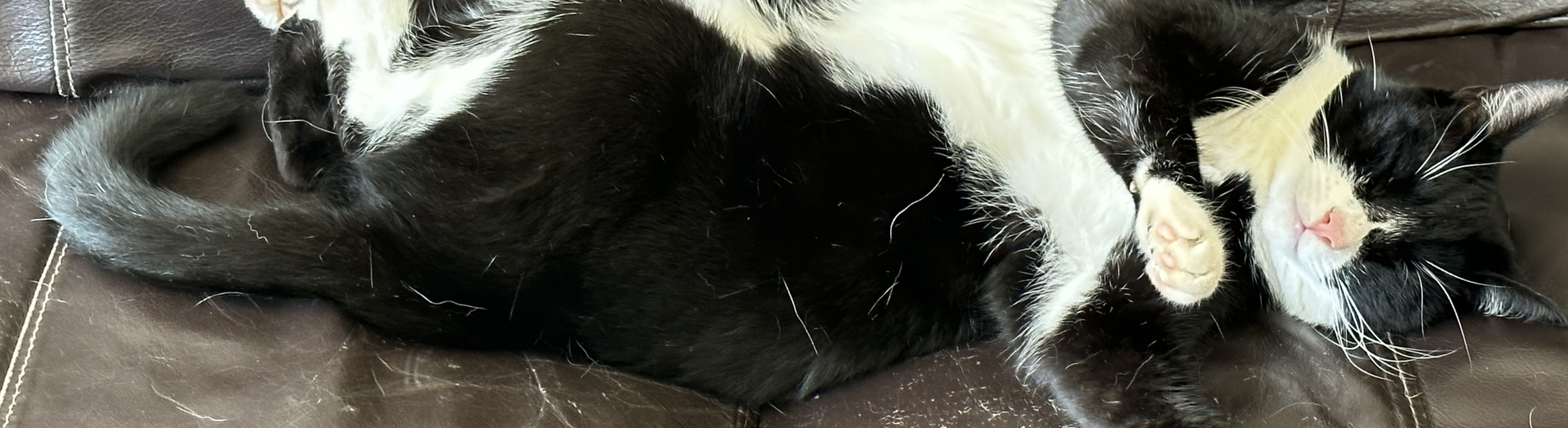 Cat Sitting in Redhill & The Surrounding Areas