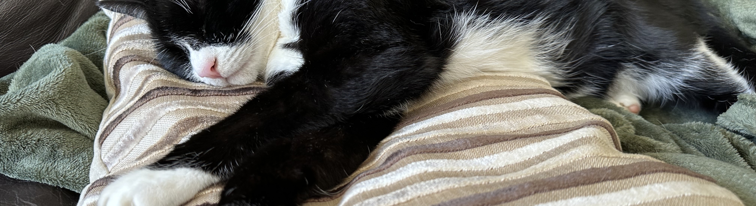 Cat Sitting in Chaldon & The Surrounding Areas