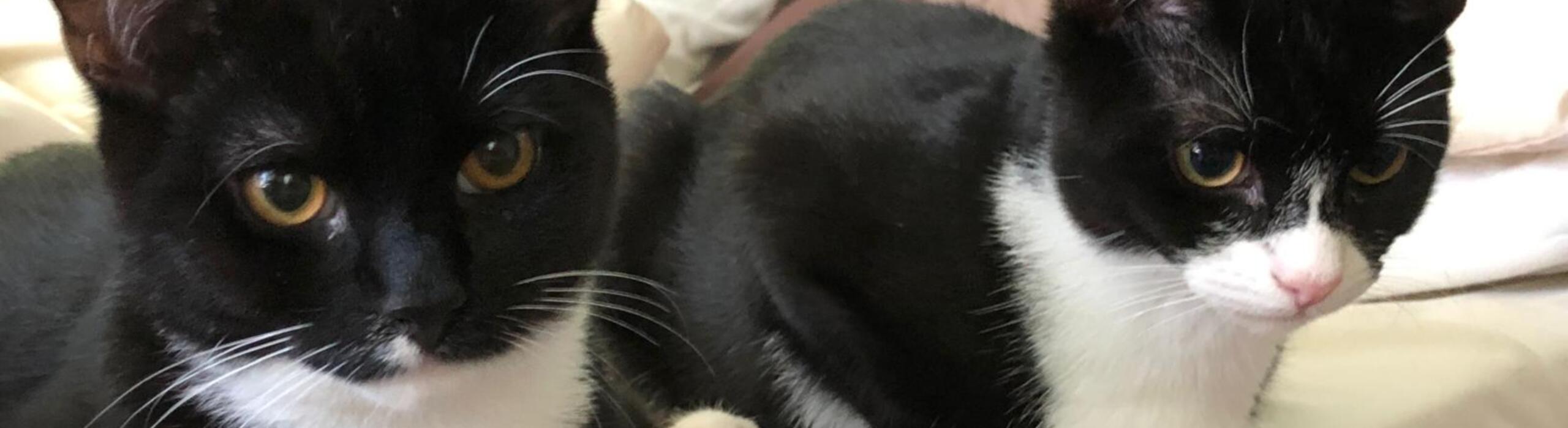 Cat Sitting in Woldingham & The Surrounding Areas