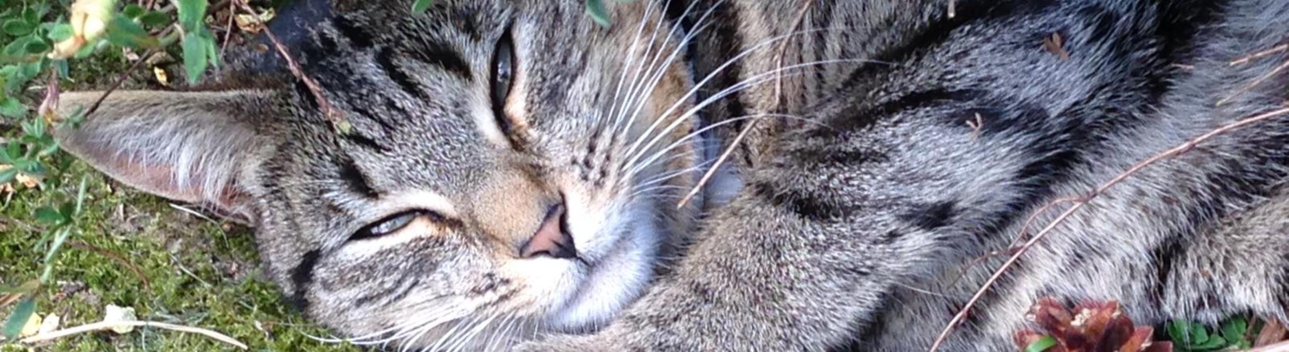 Cat Sitting in Caterham & The Surrounding Areas