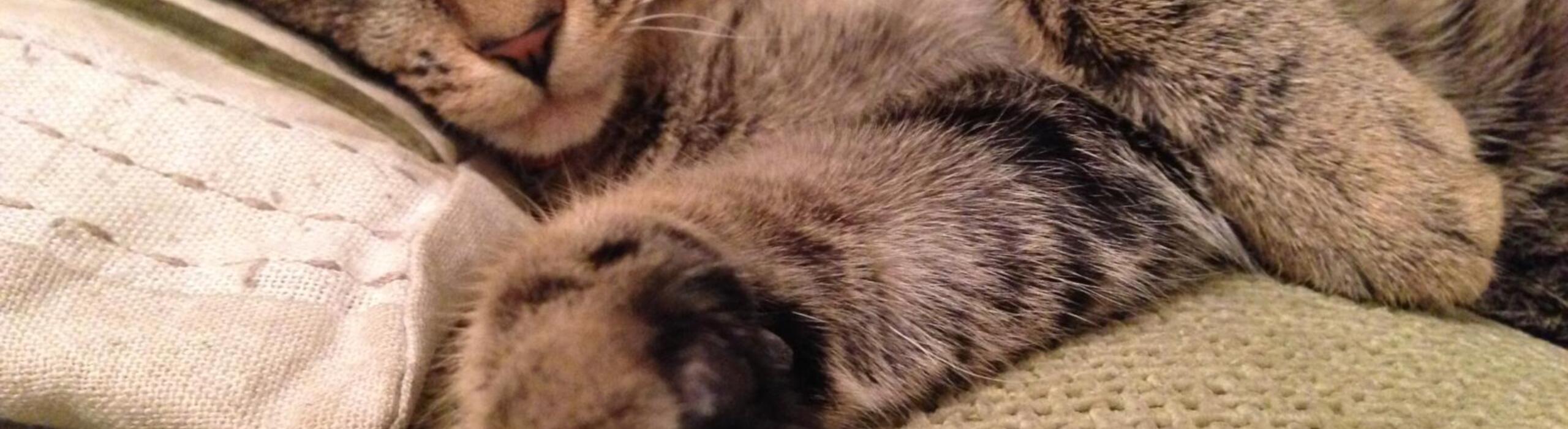 Cat Sitting in Oxted & The Surrounding Areas