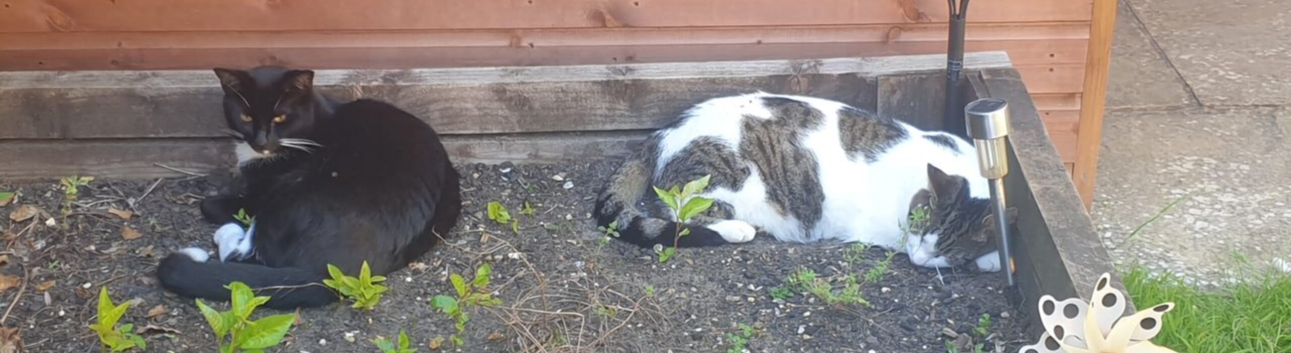 Cat Sitting in Purley & The Surrounding Areas