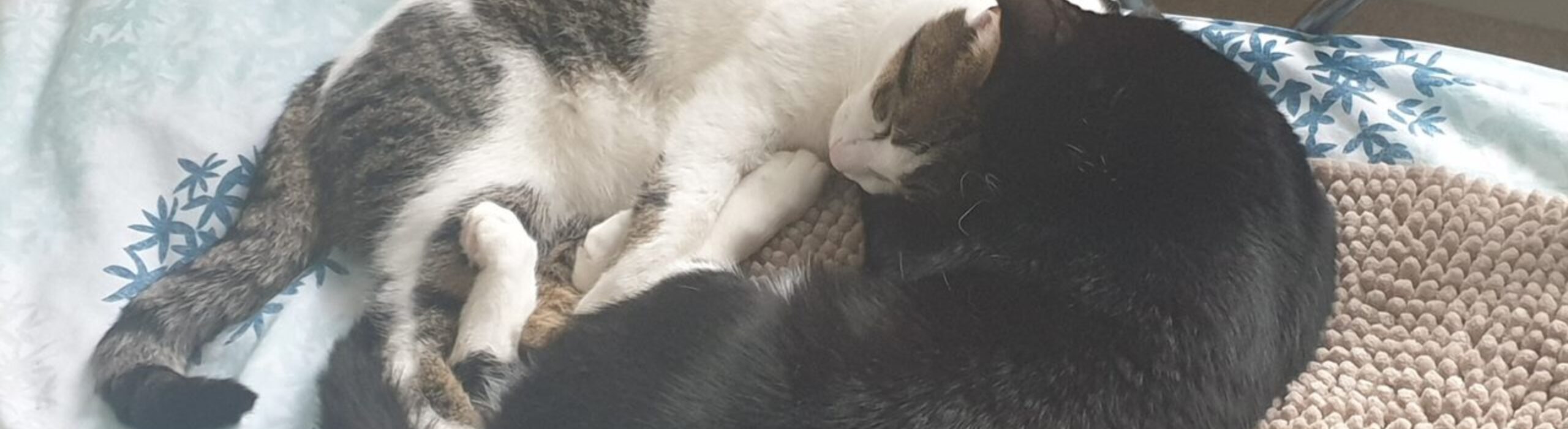 Cat Sitting in Merstham & The Surrounding Area