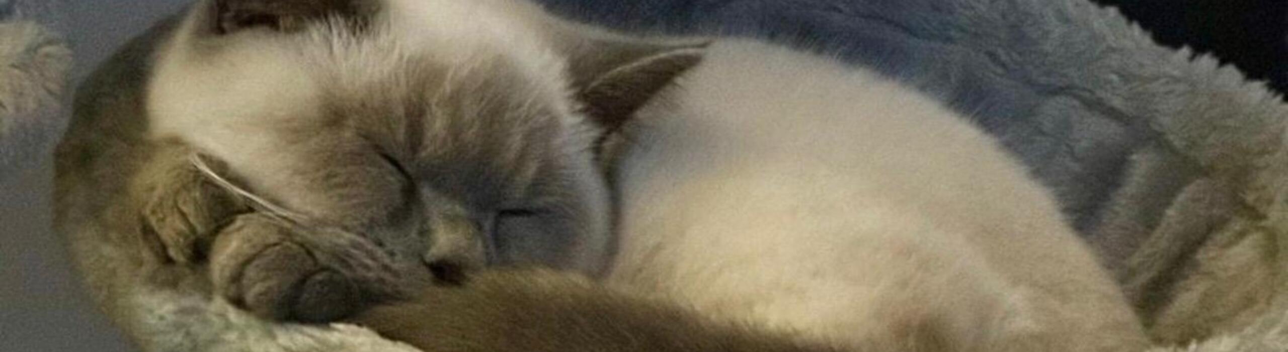 Cat Sitting in Lingfield & The Surrounding Areas