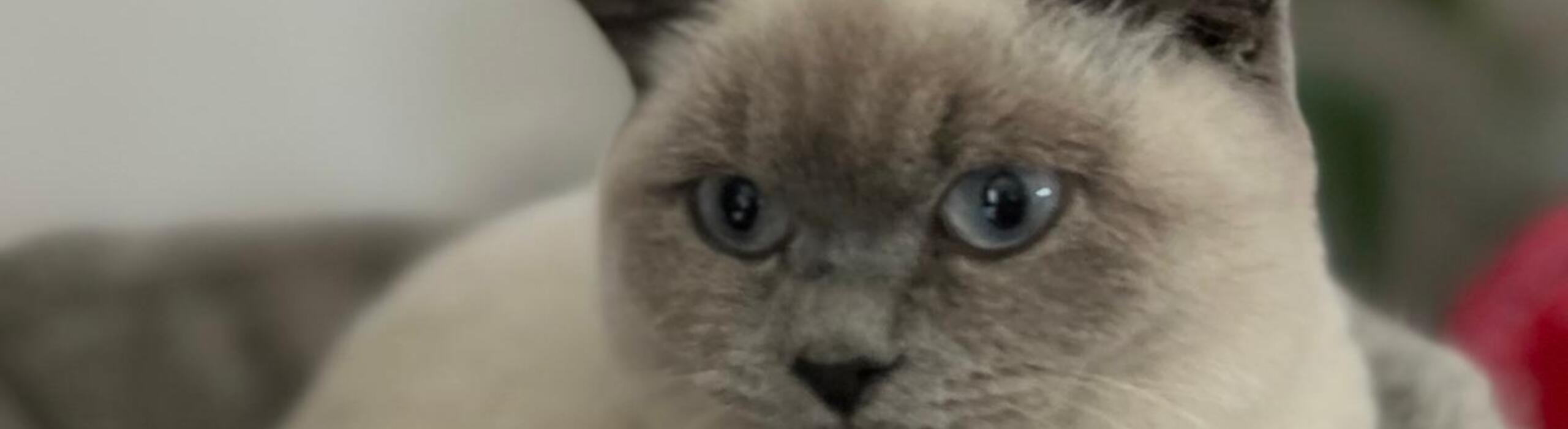 Cat Sitting Service in Godstone & The Surrounding Areas