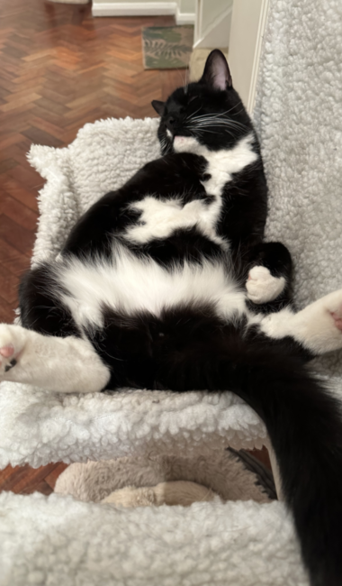 Cat Sitting Service in Caterham & The Surrounding Area